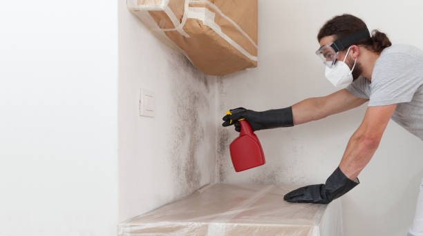 Professional Mold Remediation technician working in Stanwood, MI