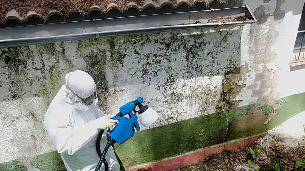 Top rated local Mold Remediation specialists in Stanwood, MI